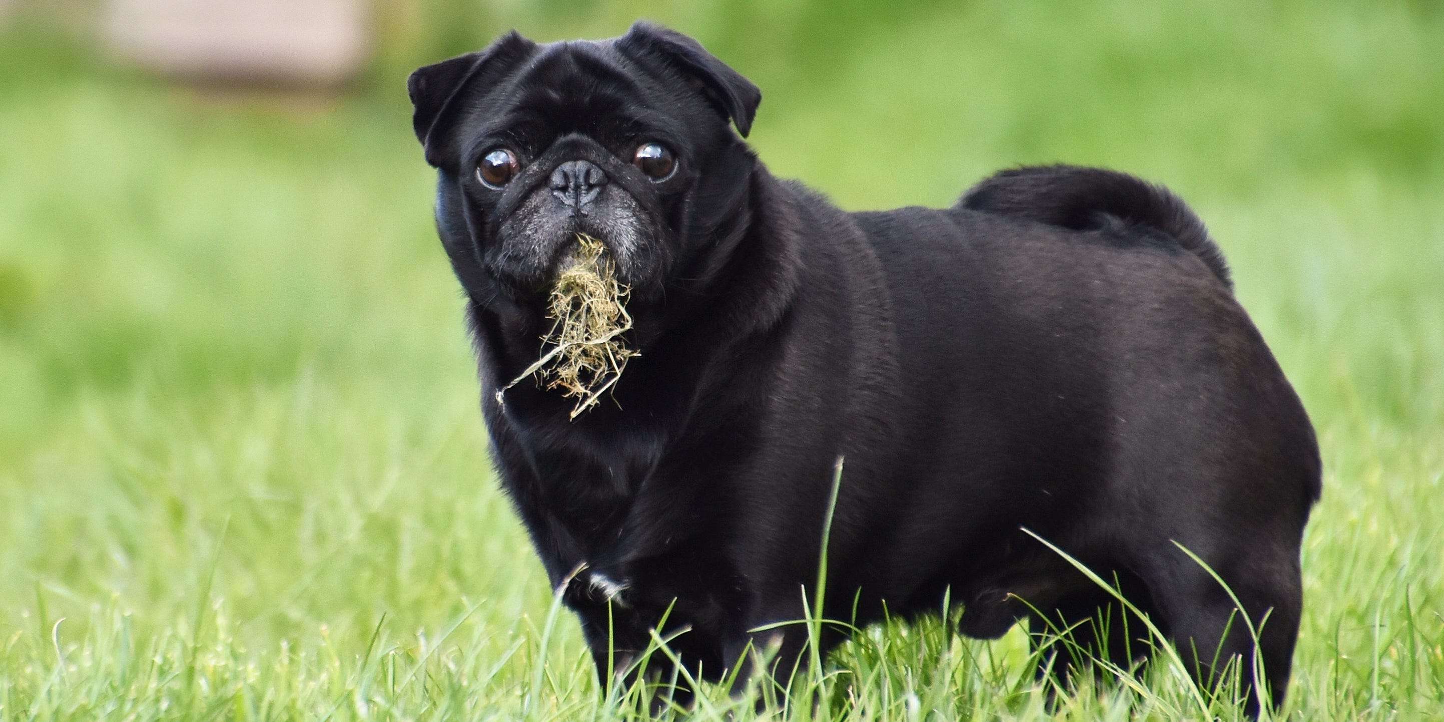 6 Reasons Why Dogs Eat Grass