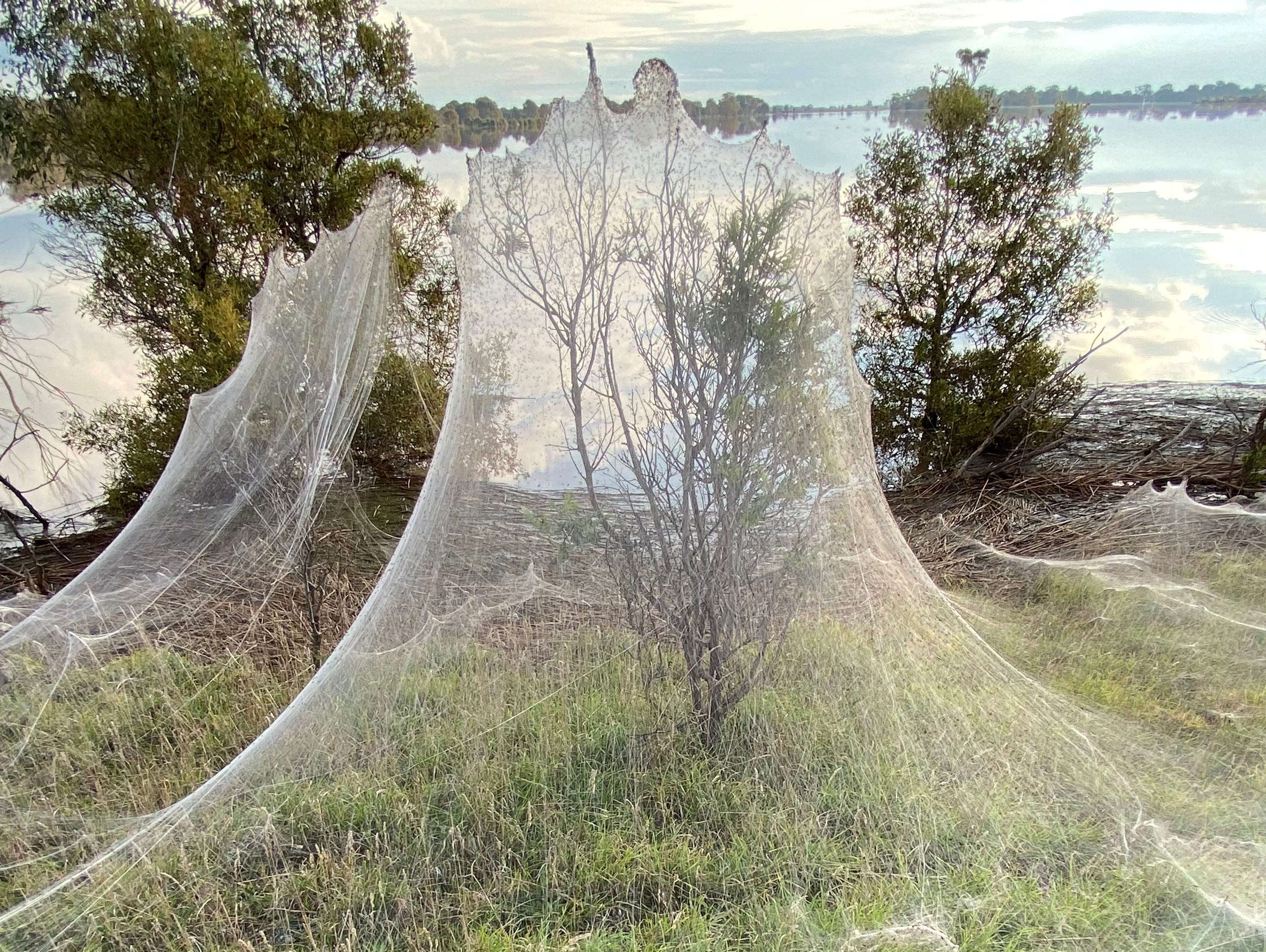 Australia in 'spider apocalypse' as huge webs spotted on roadside