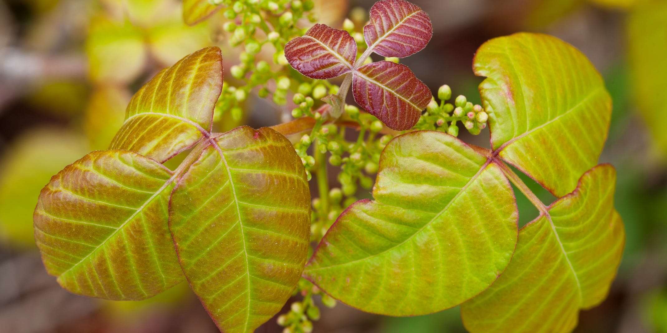 What Does Poison Ivy Look Like? How To Identify The Plant And Treat The ...