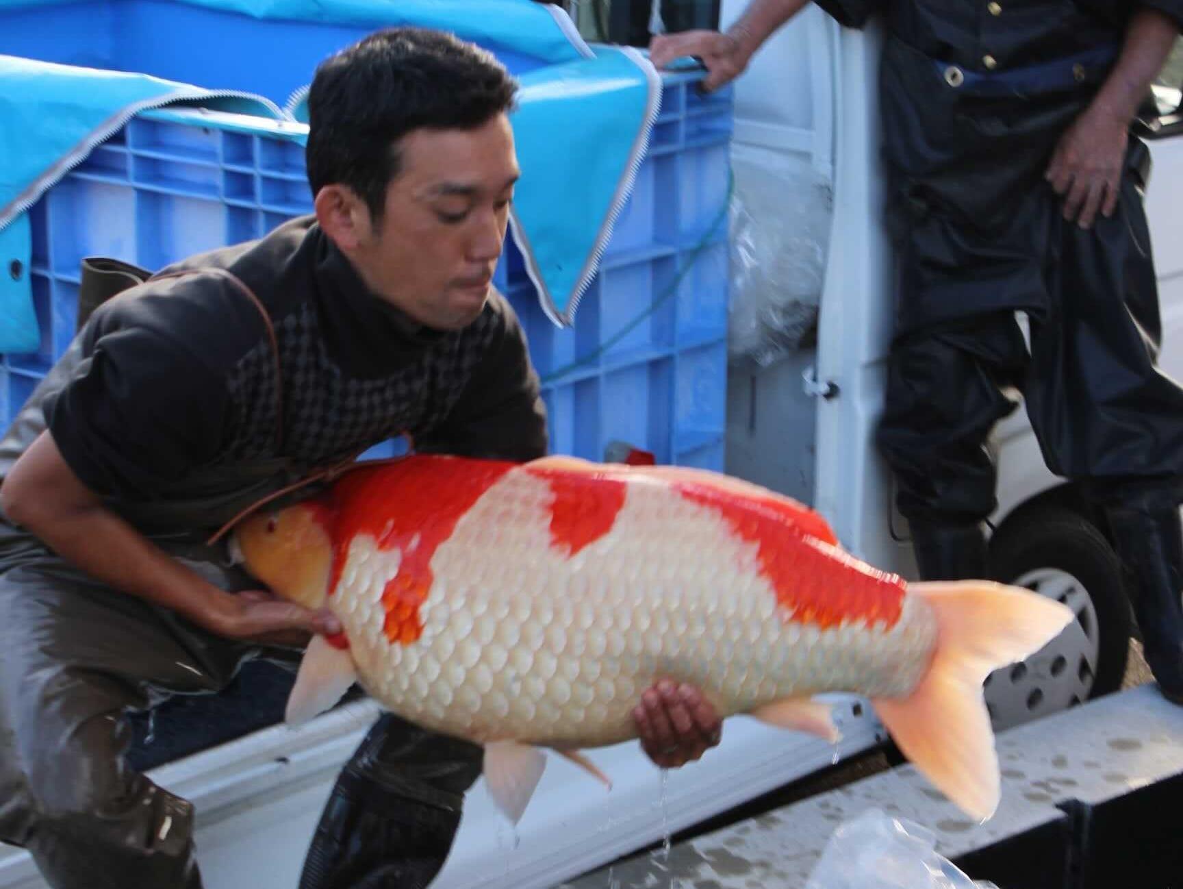 Koi carp 2025 fish price