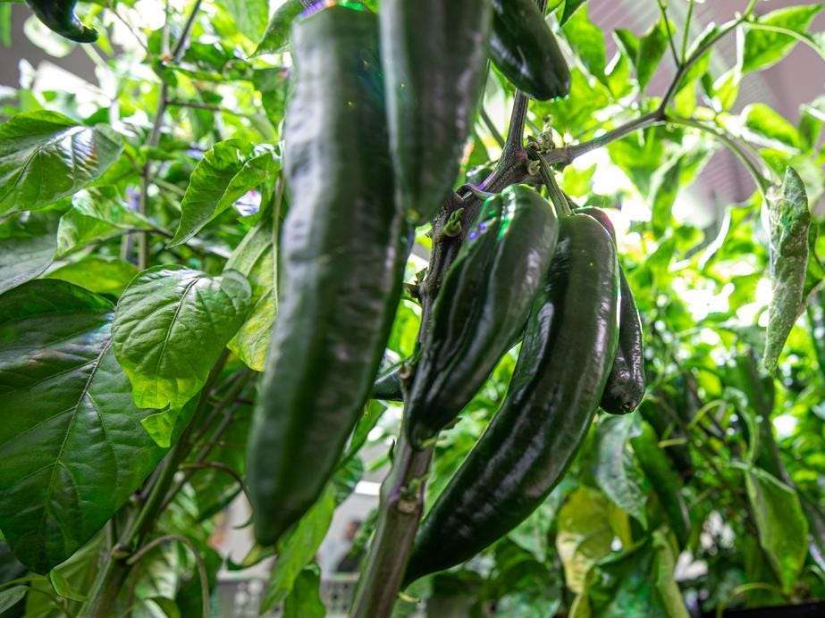 Los astronautas de la NASA a bordo de la Estación Espacial Internacional han comenzado a cultivar chiles en un esfuerzo por impulsar la dieta de las tripulaciones de vuelo en misiones futuras.