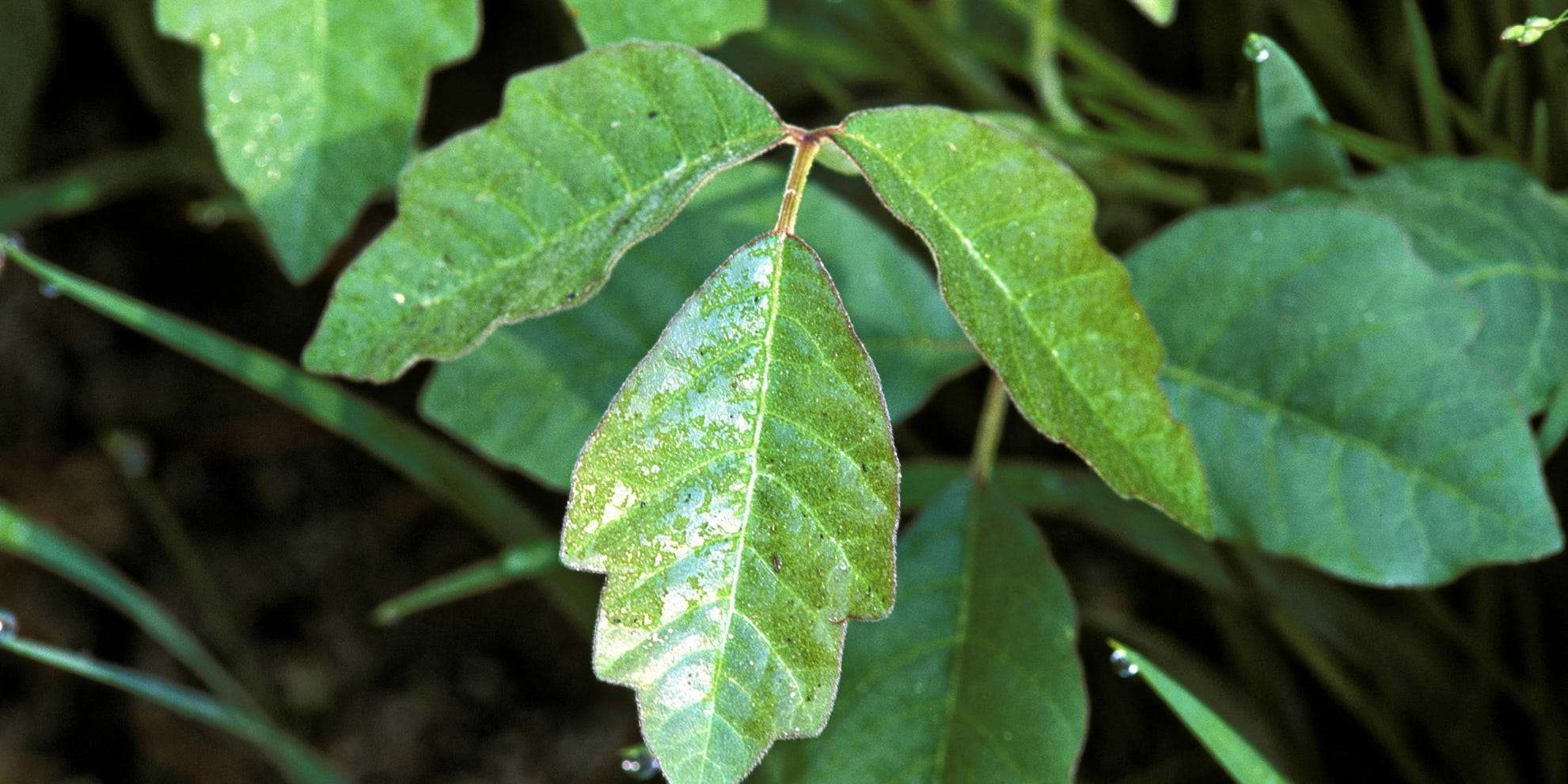 How to spot poison oak and the rash it causes | Business Insider India