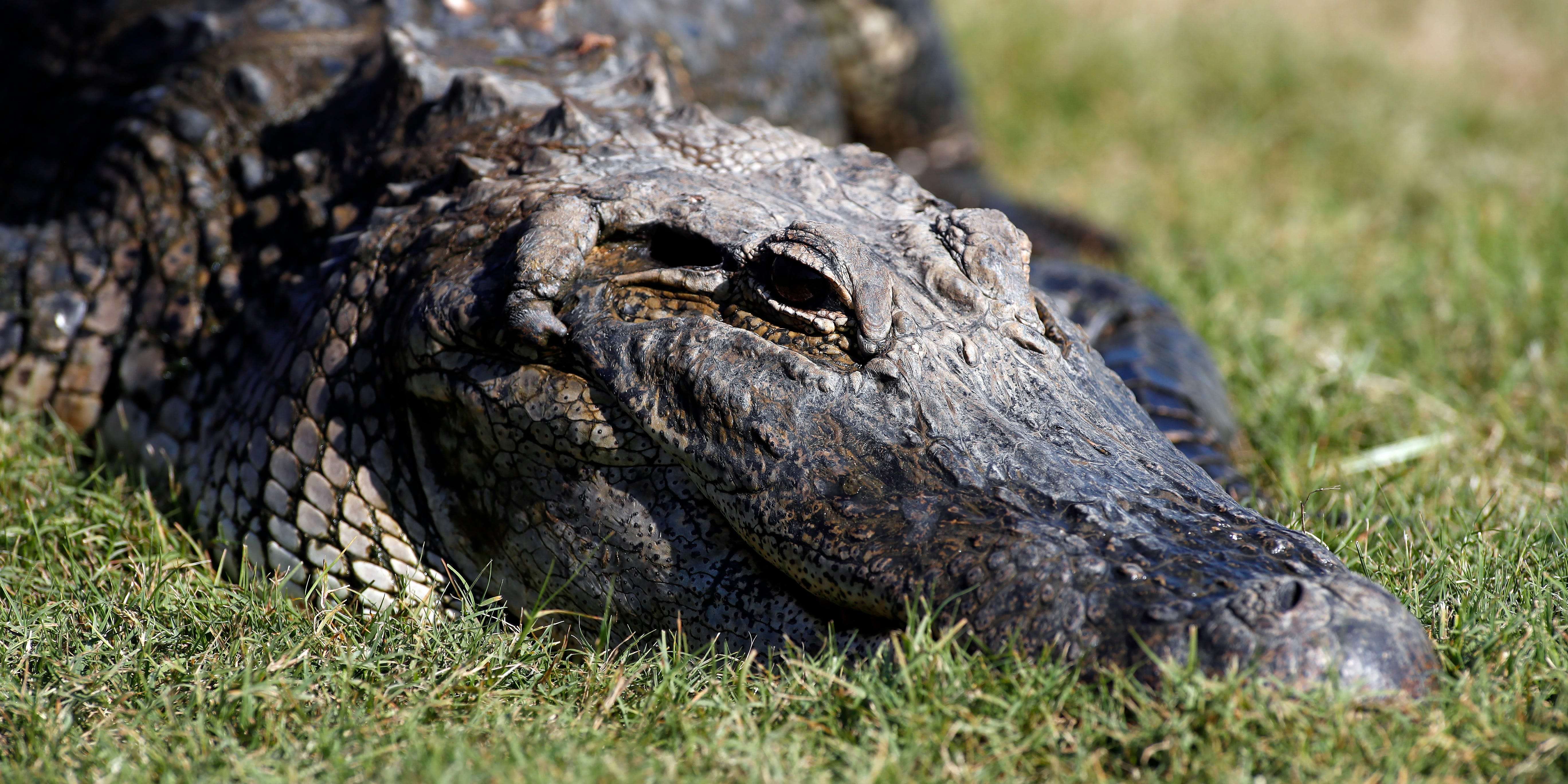 A Utah man wrestled with an 8-foot alligator named 'Darth Gator' to ...