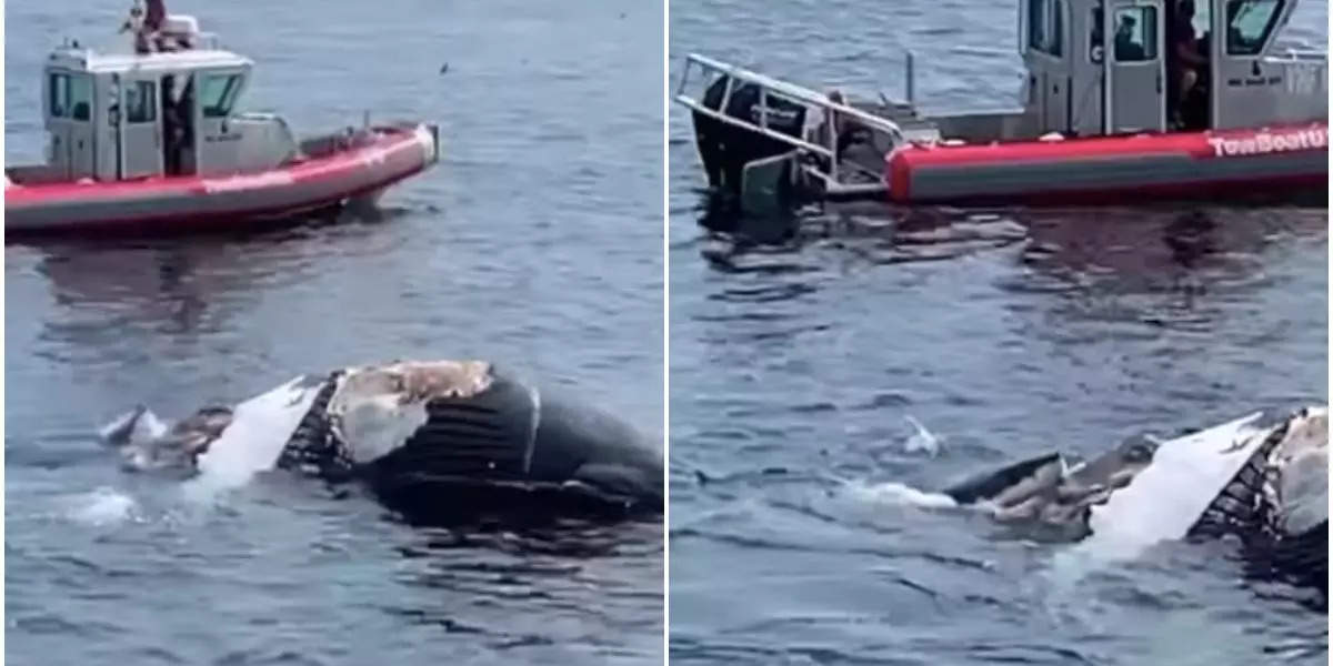 Video shows 2 enormous great white sharks feasting on a dead humpback ...