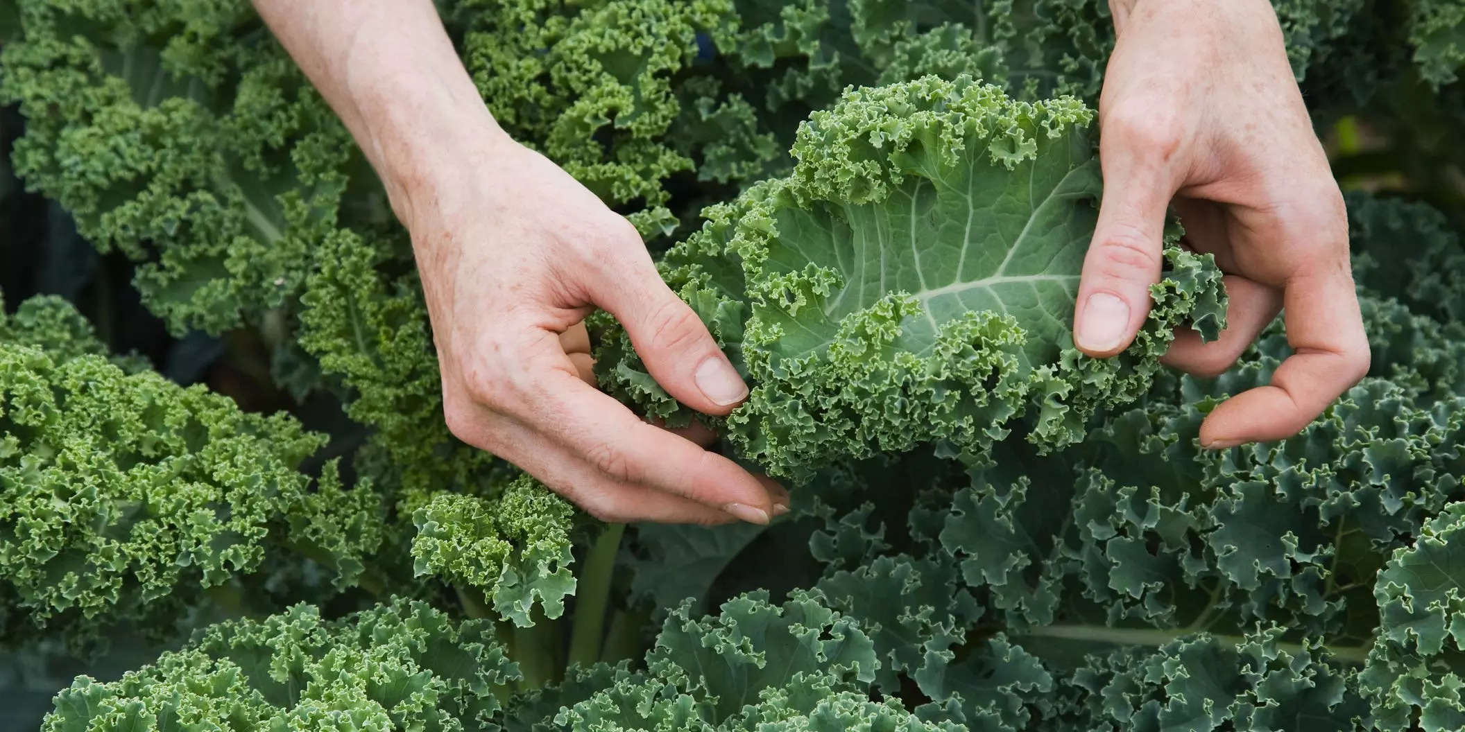 7 benefits of kale, from improving digestion to helping fight cancer