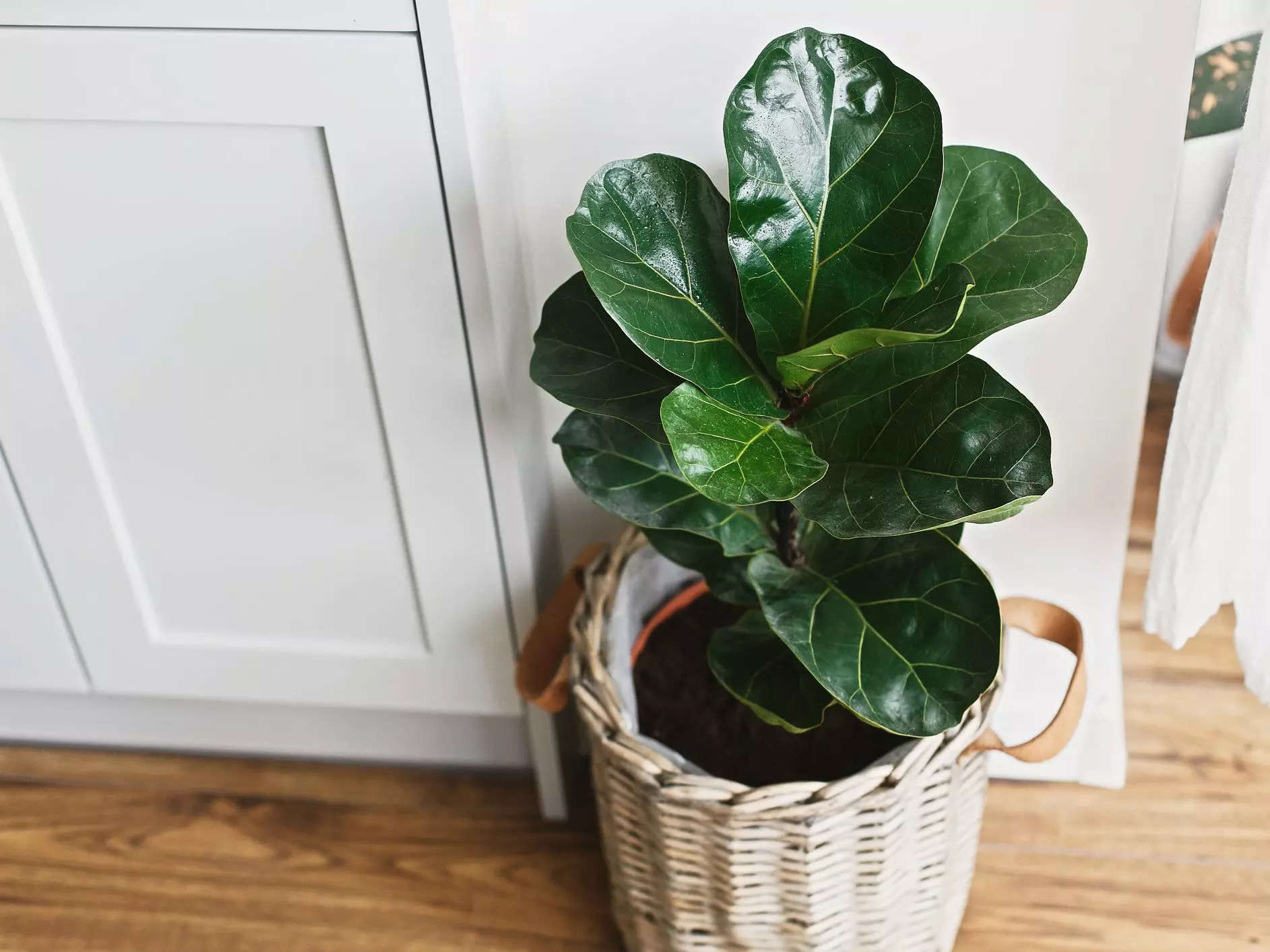 Fiddle Leaf Fig растение