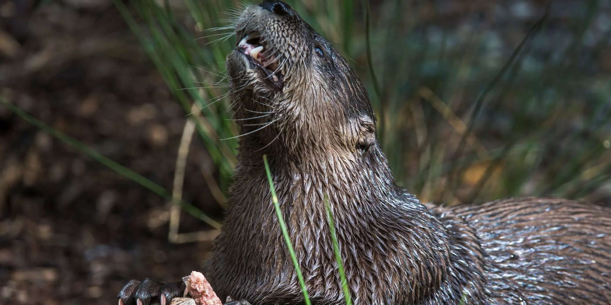 A Pack Of Usually Placid River Otters Started Attacking People In Alaska And Nobody Understands Why Business Insider India