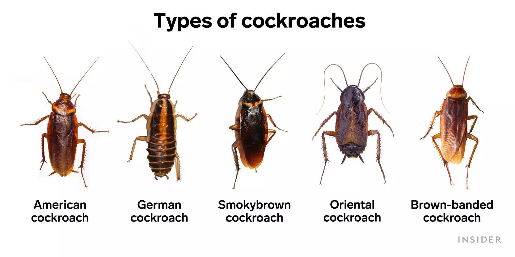 4 ways to get rid of roaches and how to keep them out Business