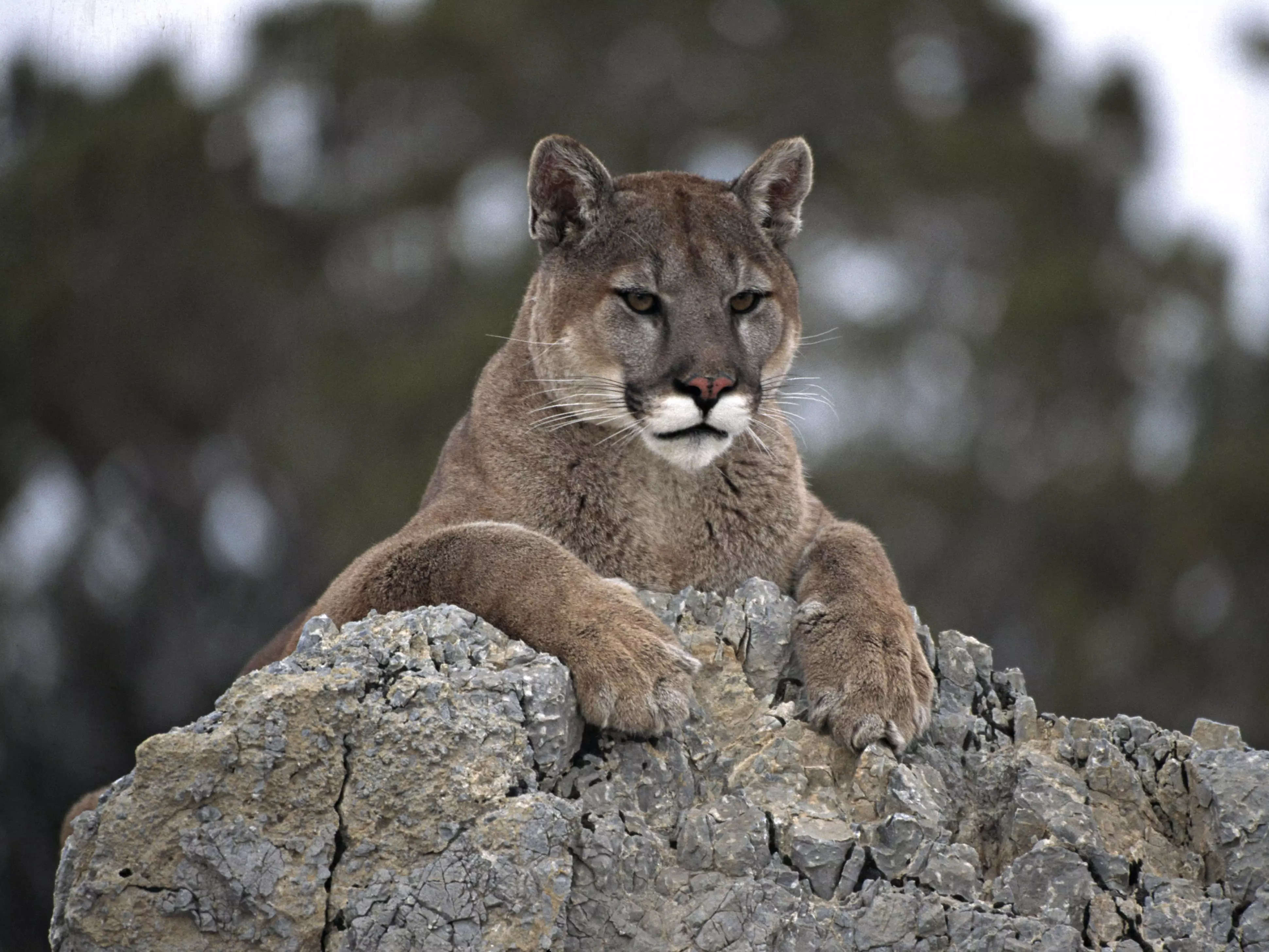 best router for mac lion