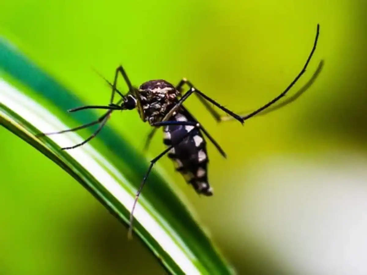 India’s upcoming dengue vaccine – everything you need to know