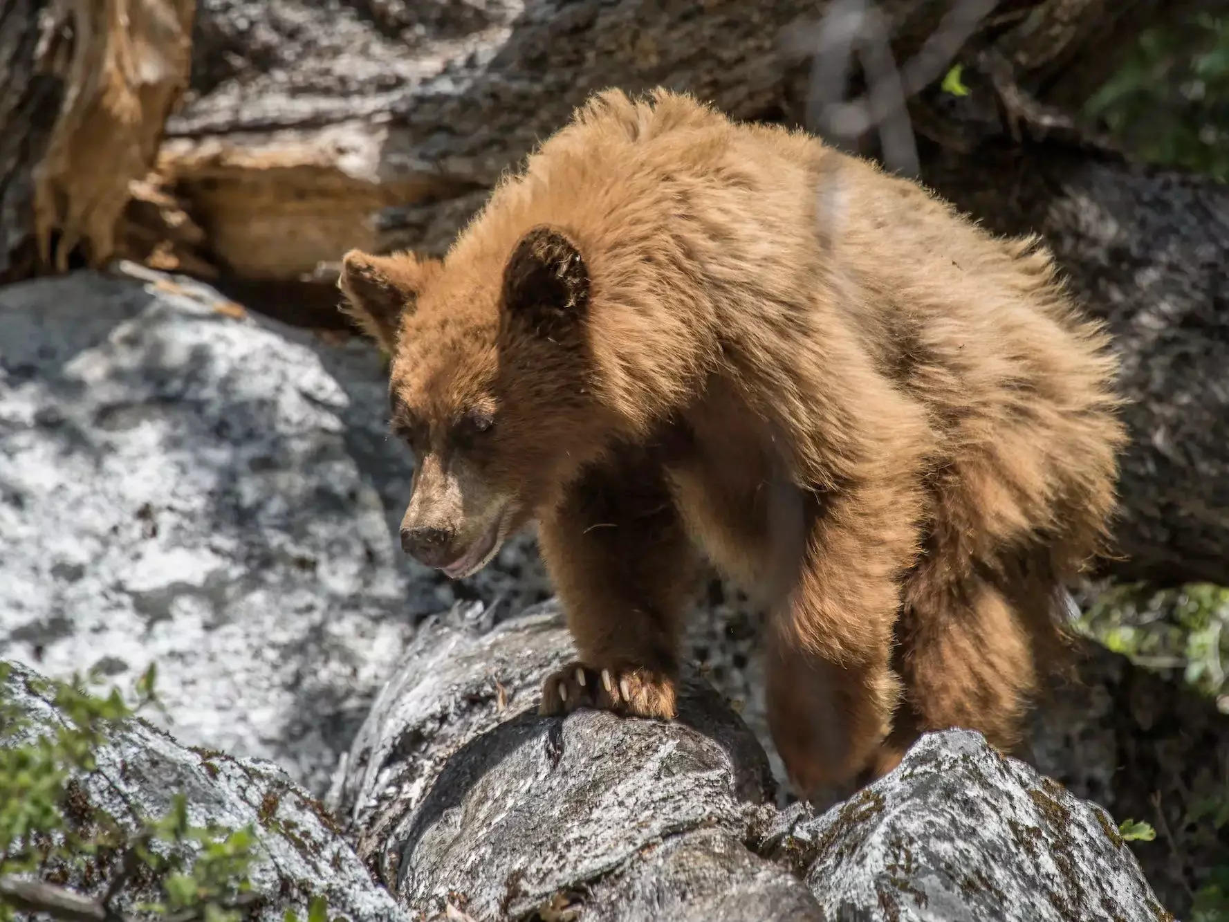 Do you have what it takes to be a Grizzly Bear Conflict Manager?