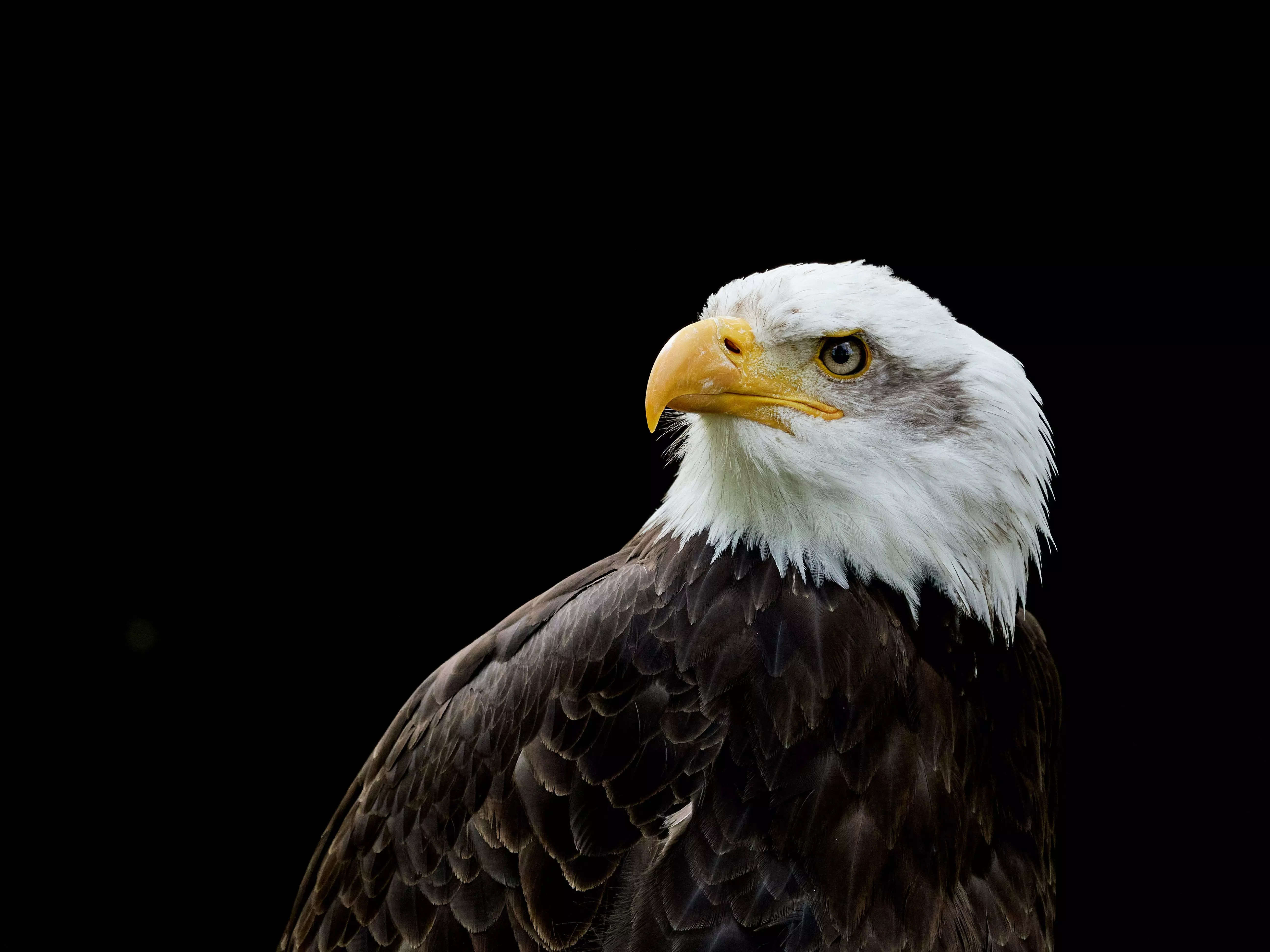 Bald eagles around the U.S. are contracting the bird flu