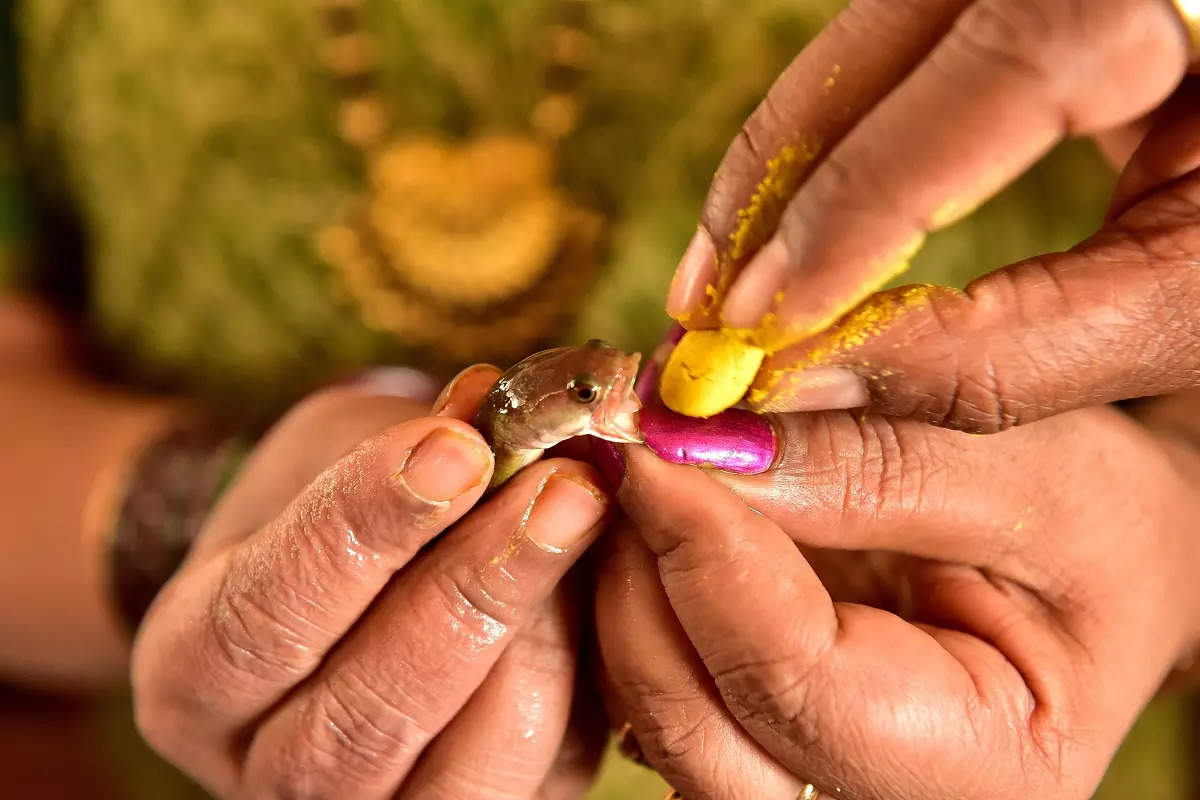 The fish prasadam remedy Annual Festival where thousands swallow live