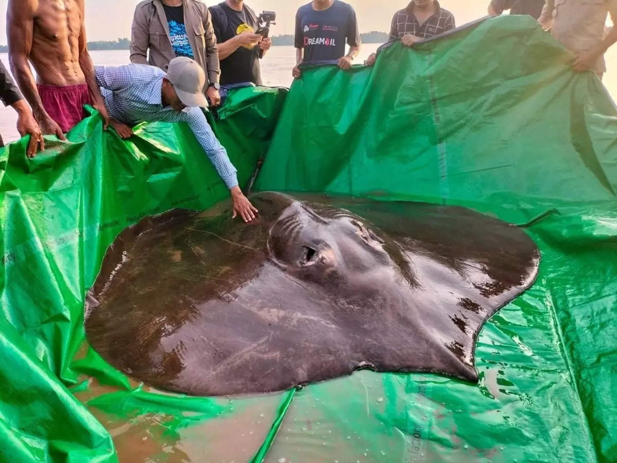 World's largest freshwater fish, a 300-kg stingray, discovered in Cambodia  | Business Insider India