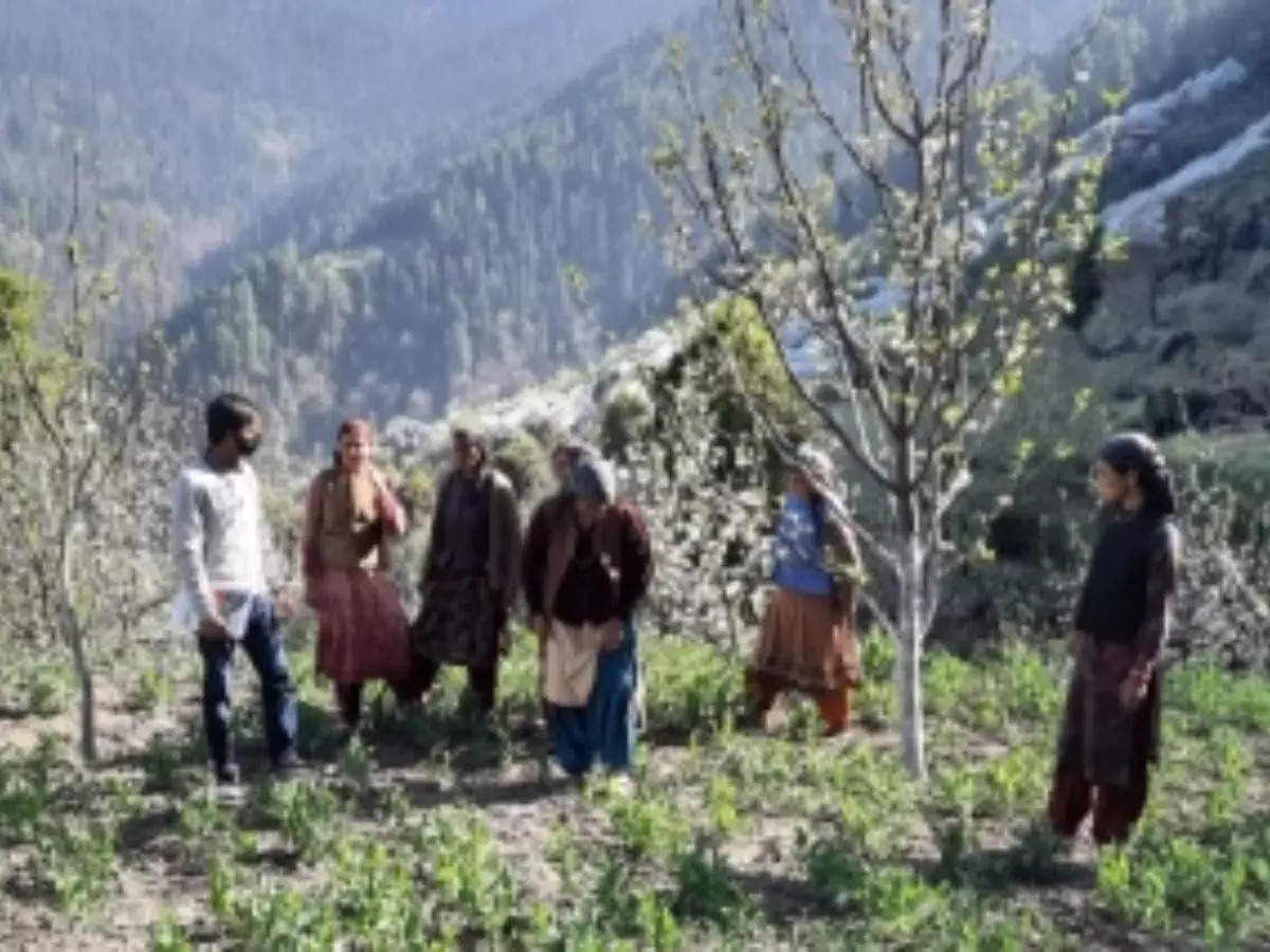 Apple farmers of Himachal protest GST on packing containers used to pack the fruit