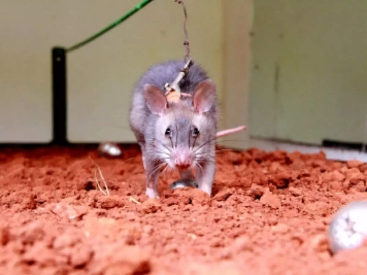 rat glue traps: Arunachal Pradesh bans rat glue traps. Here's why - The  Economic Times