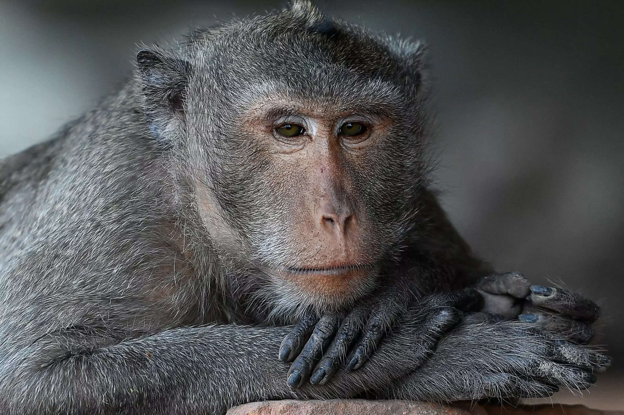 Monkeys in Indonesia use stones as sex toys study suggests in