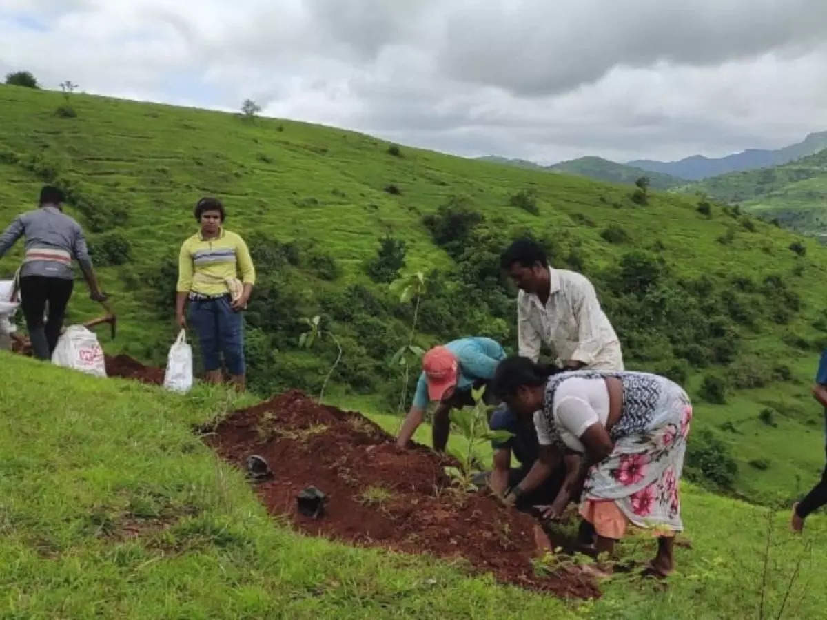 Maharashtra's Hirpodi village turns a barren hill into a forest with ...