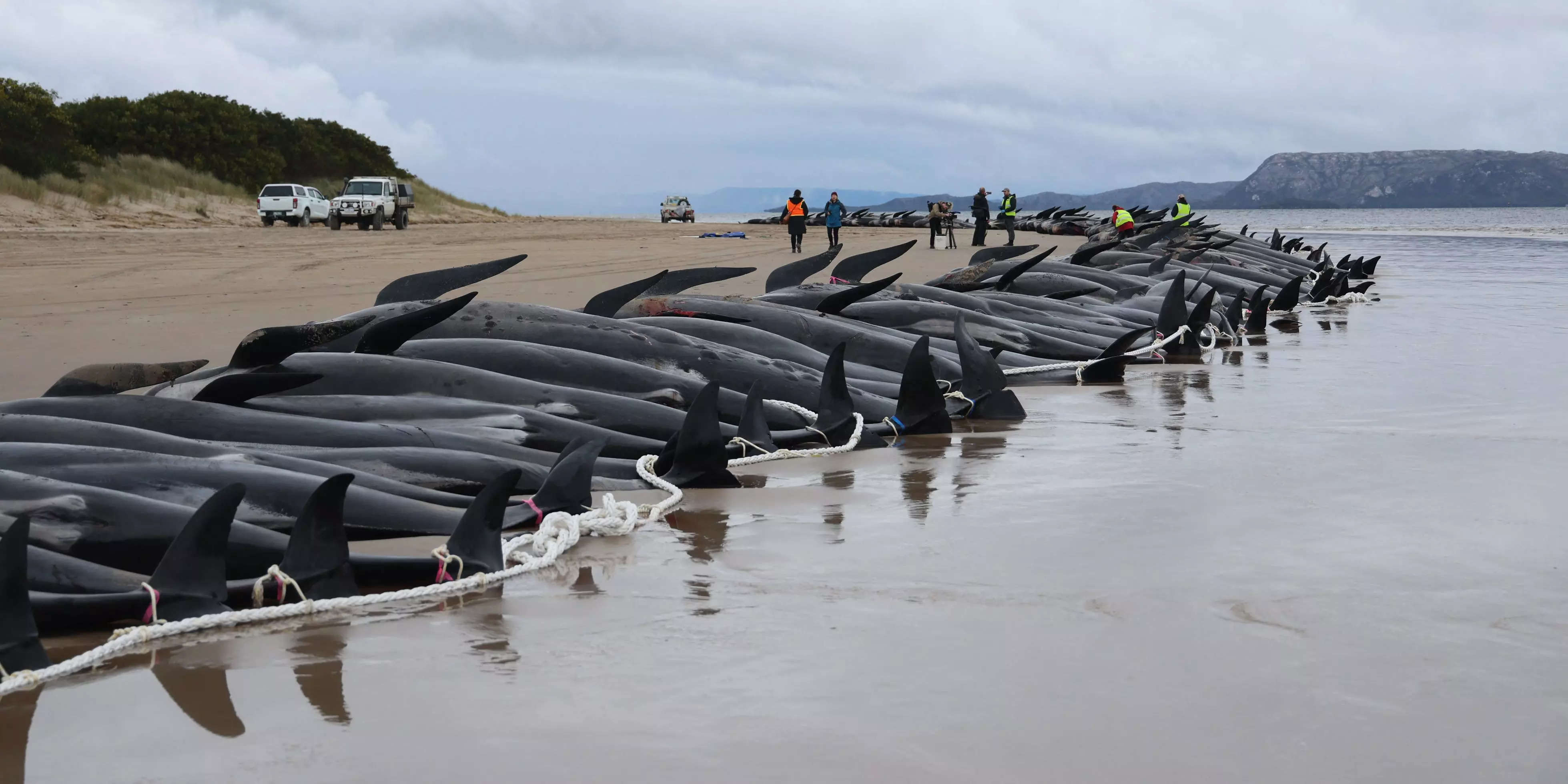 380 whales dead in worst mass stranding in Australia's history, Whales