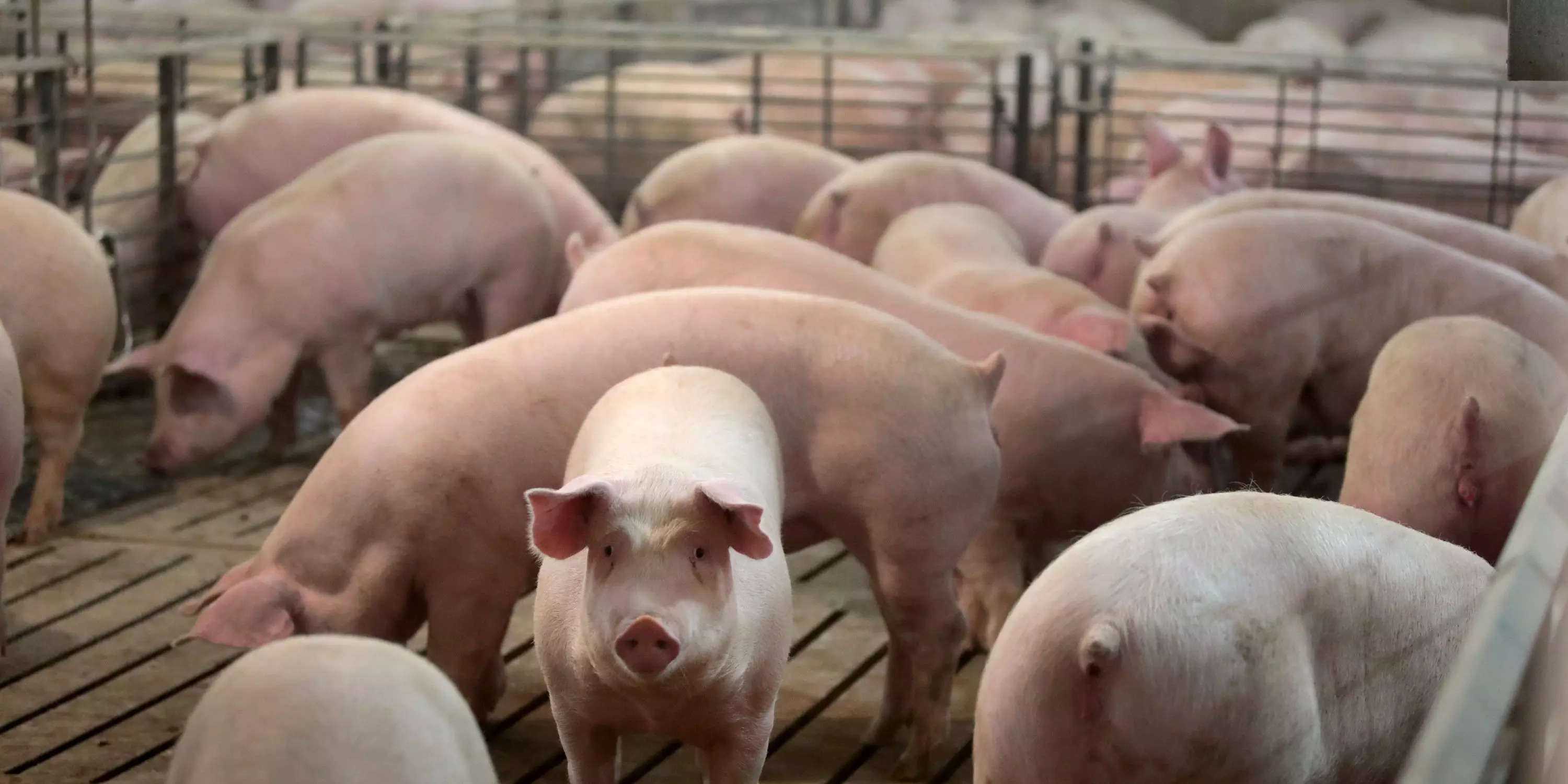 A Supreme Court battle between pork producers and California over an