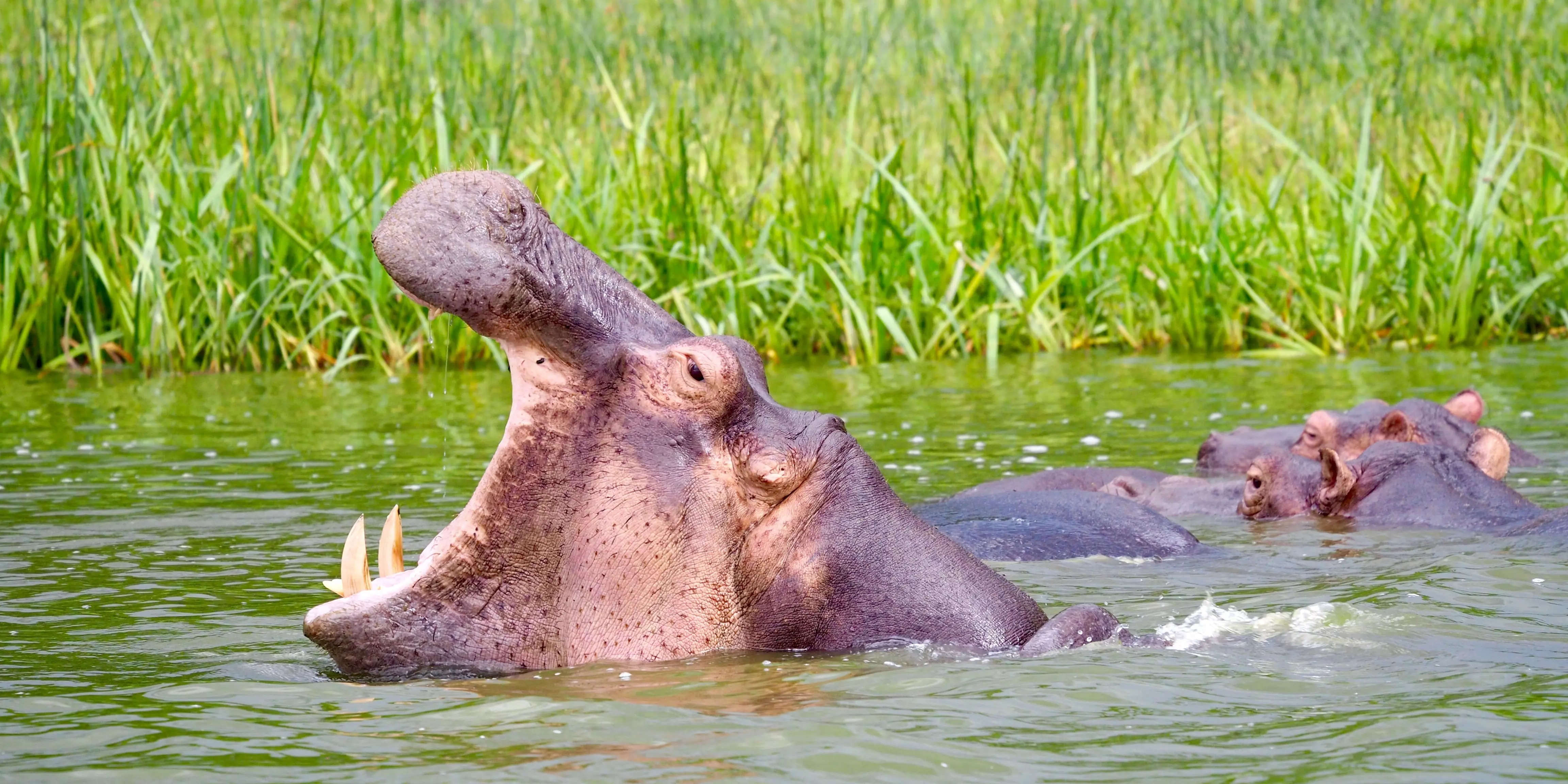 A toddler was saved from the massive jaws of a rogue hippo by a brave ...