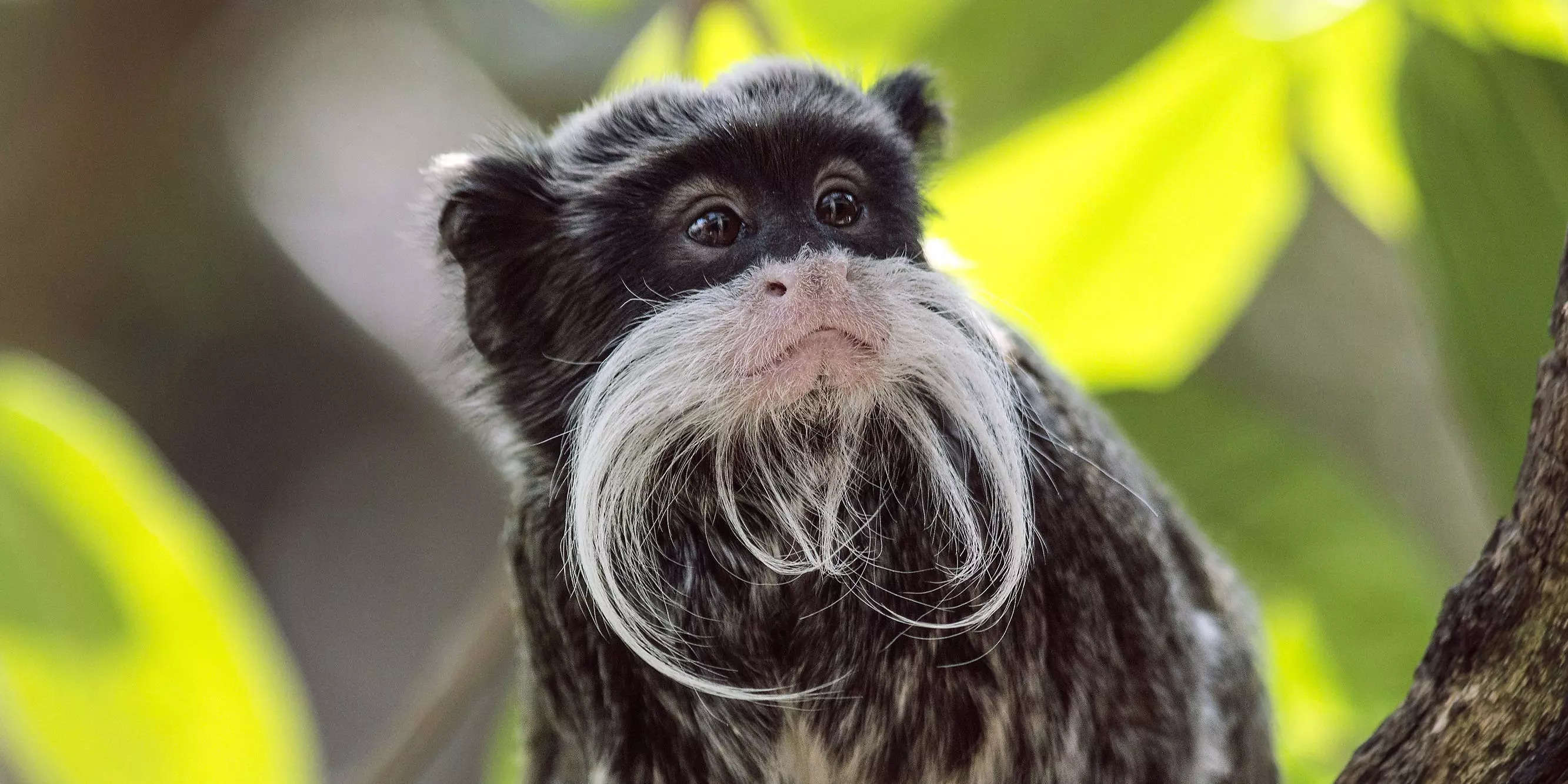 The Dallas Zoo's Missing Monkeys Were Found Inside A Closet In An ...