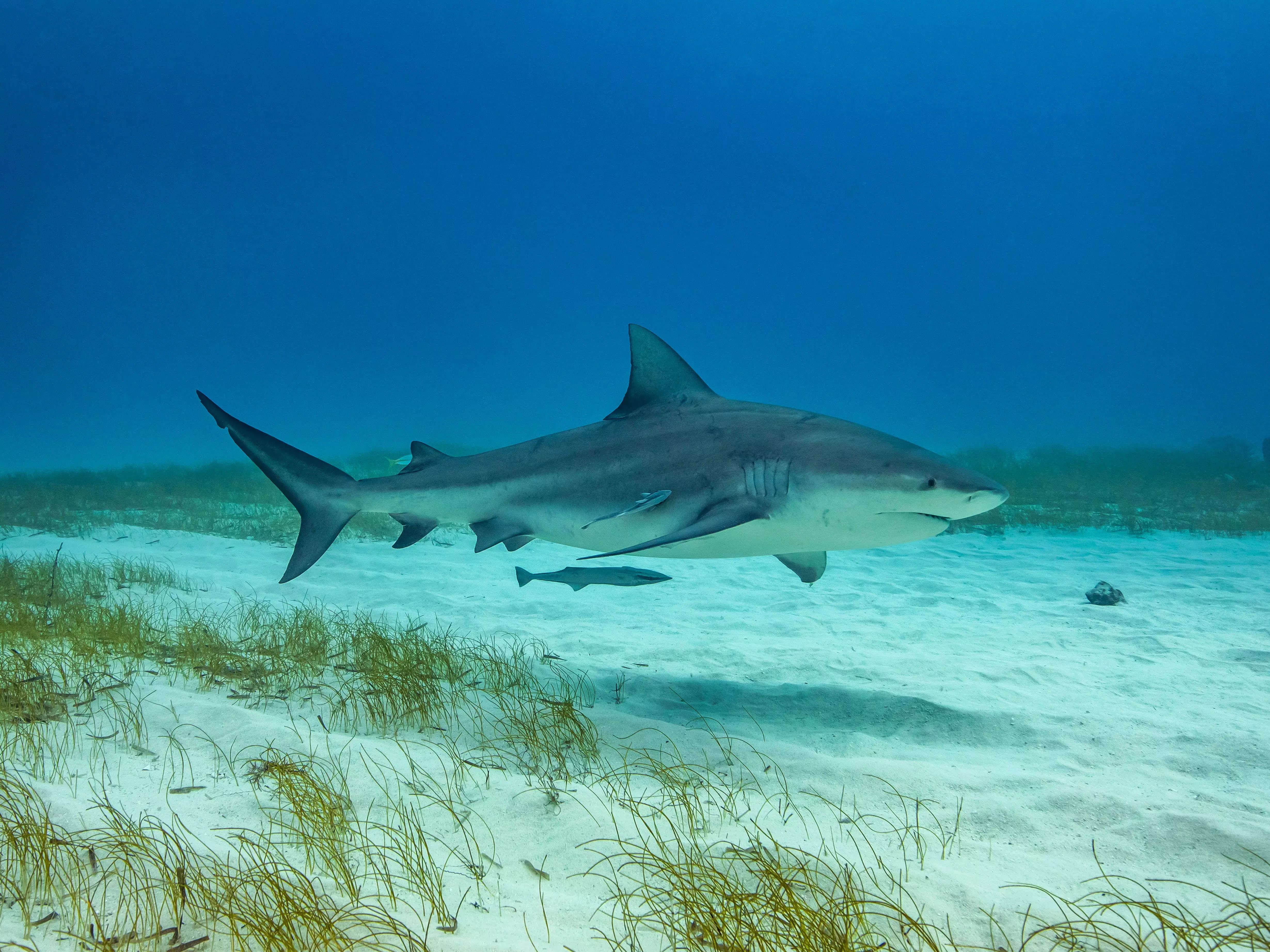 A 16-year-old girl killed in a shark attack was swimming in a river