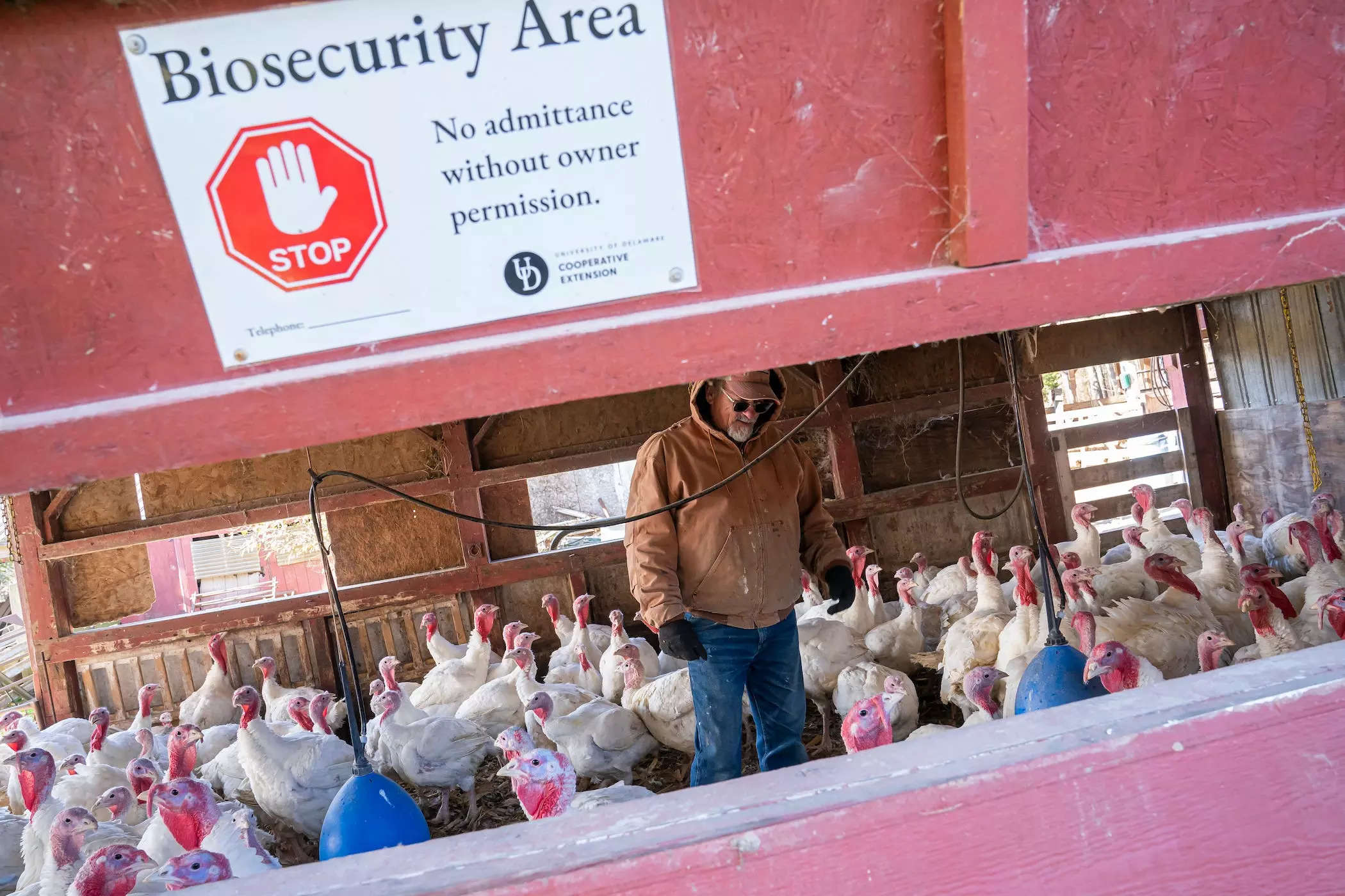 Bird Flu Has Led To The Deaths Of More Than 50 Million Farm Birds And ...