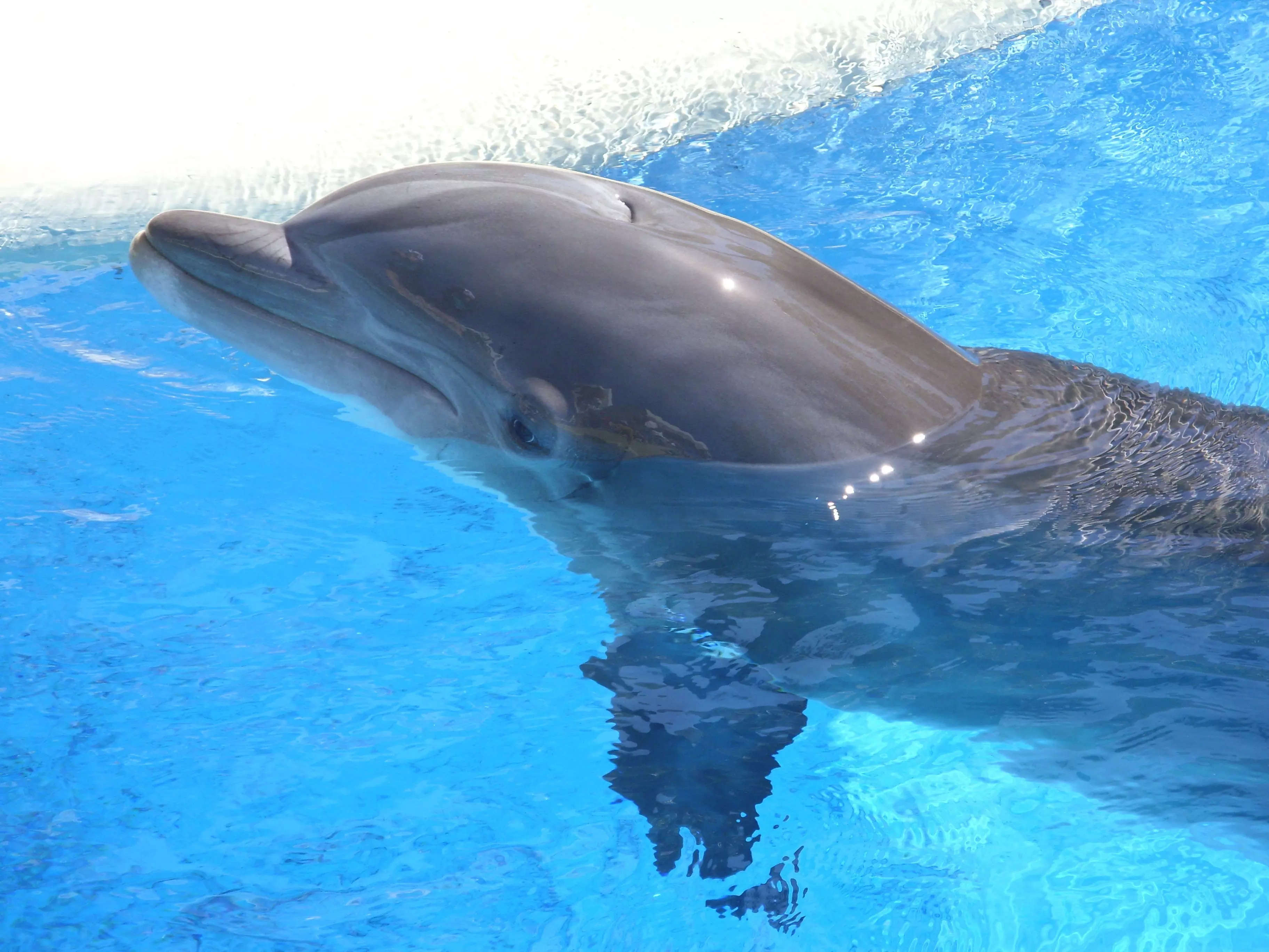 A dolphin 'bullied' by other dolphins refuses to leave a freshwater ...