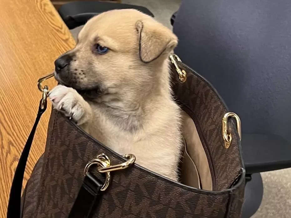 A puppy was thrown out of a car in a Michael Kors handbag during a  high-speed Los Angeles police pursuit, and was 'miraculously' unharmed |  Business Insider India