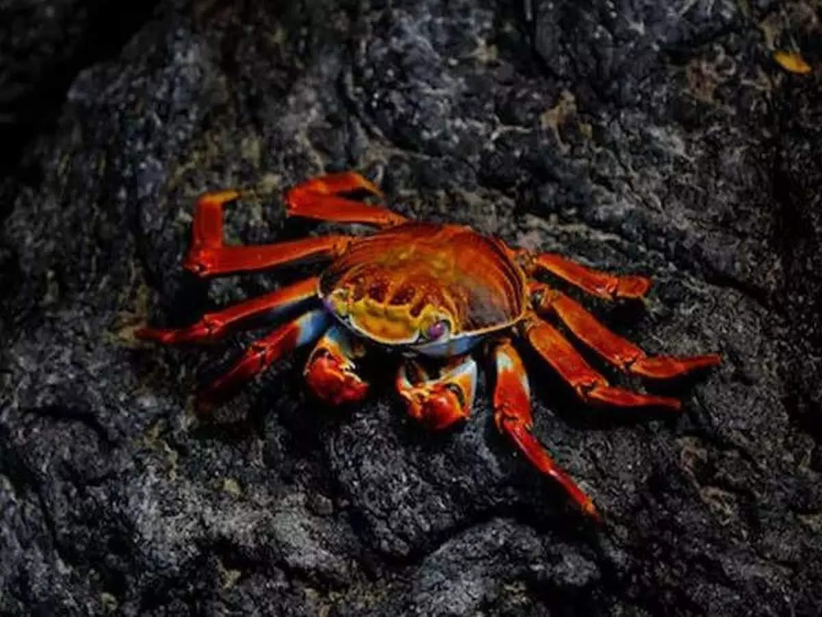 More than 10 billion snow crabs starved to death off the coast of