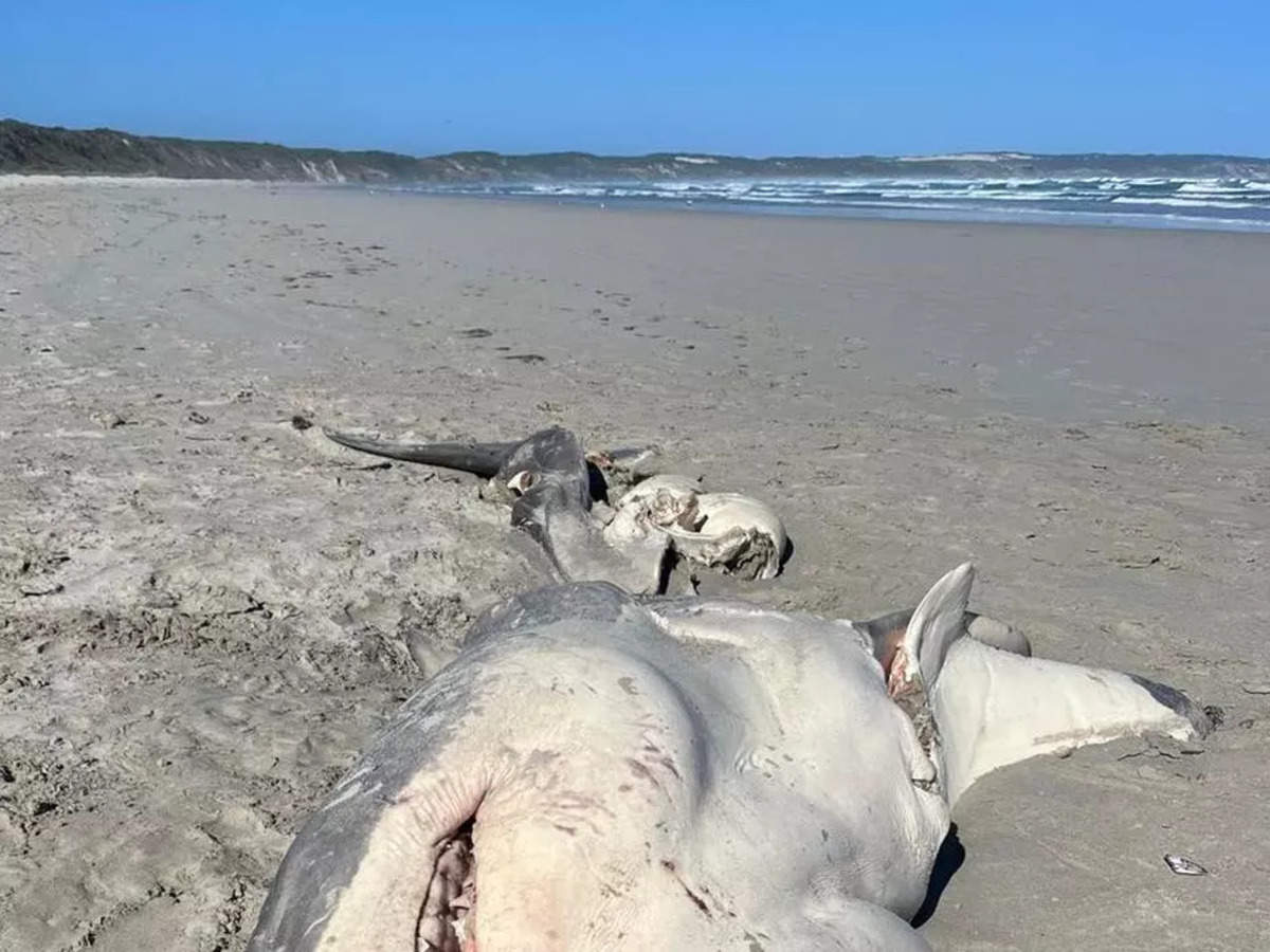 Half-Eaten Great White Shark Washes Ashore in Australia - But What Chomped  It in Half?