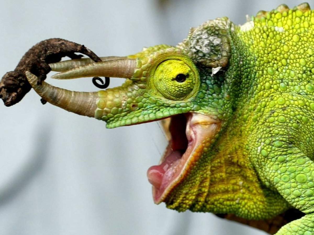 Move Over, Camouflage. Here Comes Artificial Chameleon Skin - JSTOR Daily