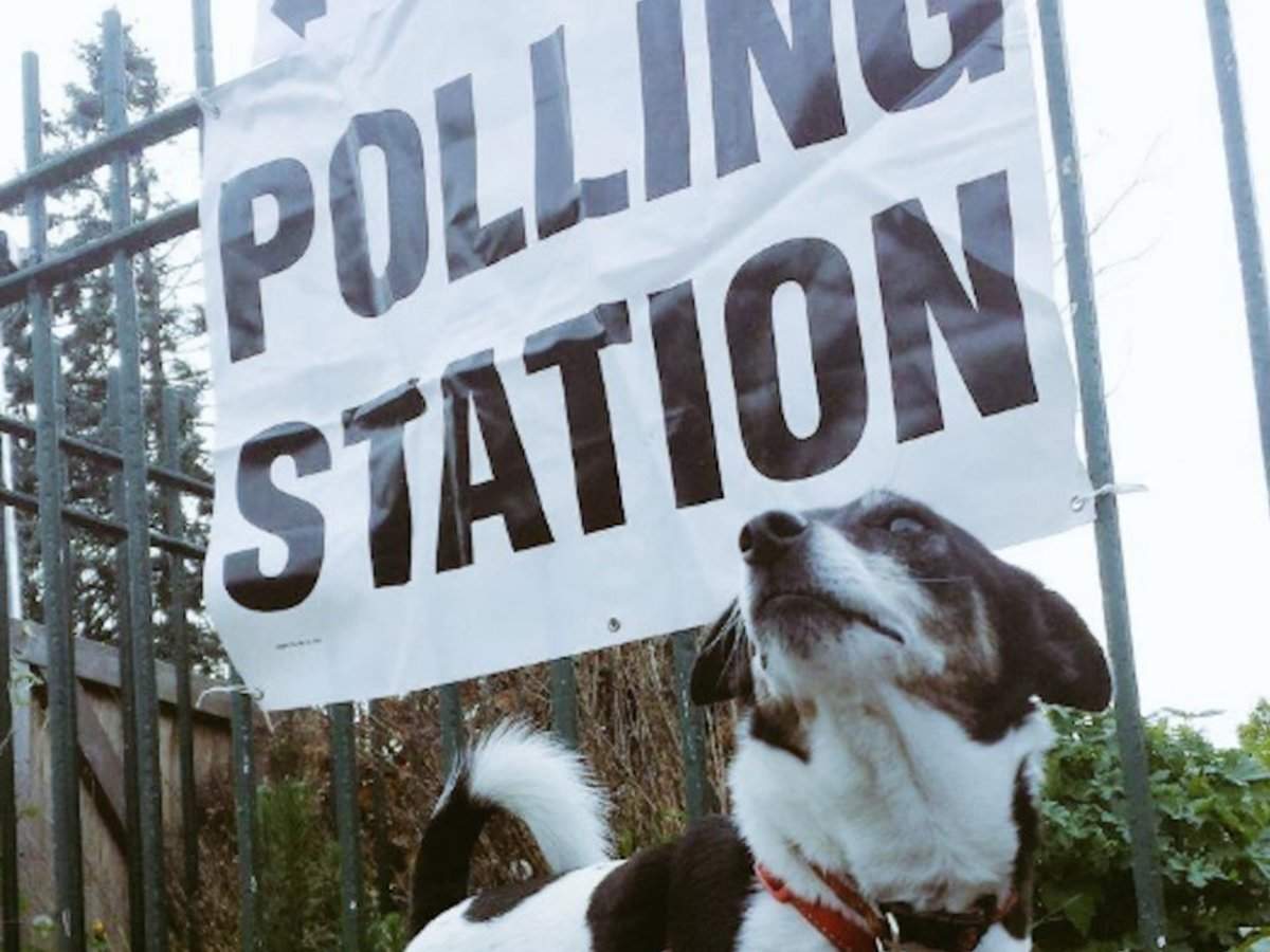 DogsAtPollingStations: Political pups - BBC News