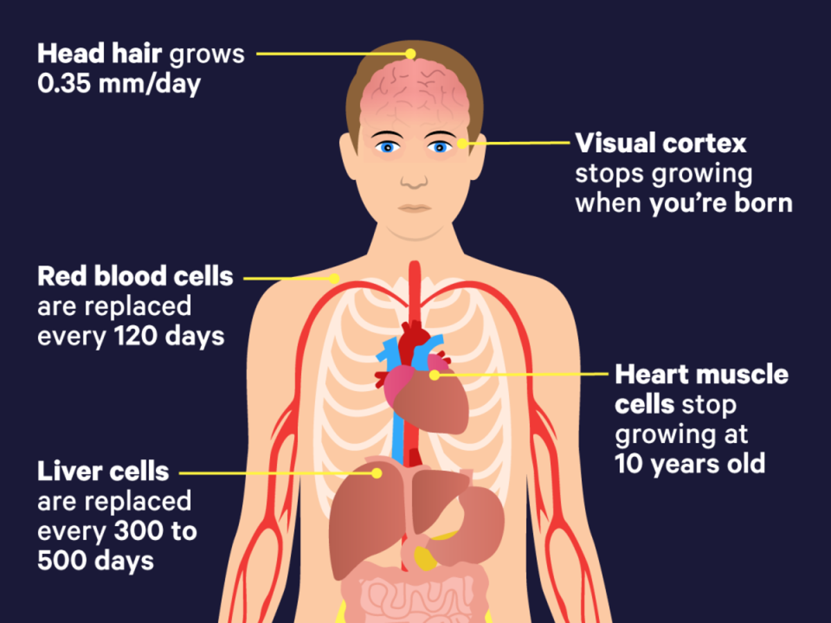 Here's how often your body parts get replaced in your lifetime - Yahoo  Sports