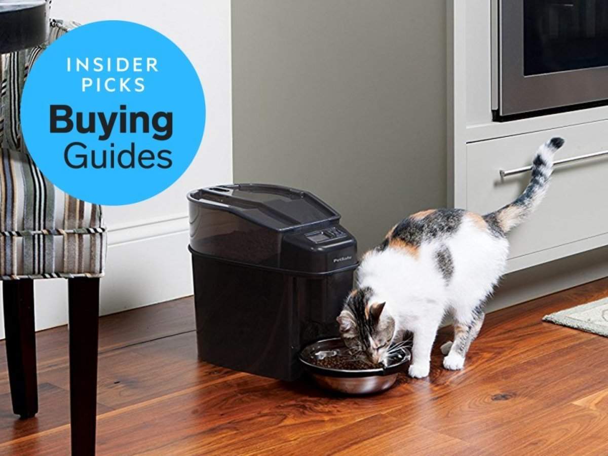 The best automatic cat feeders | Business Insider India