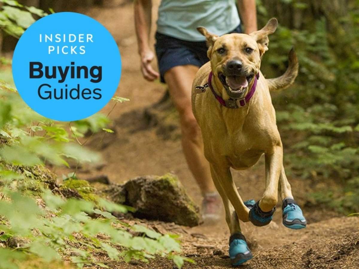 The best dog boots Business Insider India