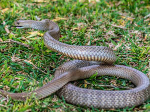 TODAY - A crop farmer has captured this incredible photo of a baby brown  snake caught and killed by a daddy long-legs spider on his farm at  Griffith, NSW. Only. In. Australia. (