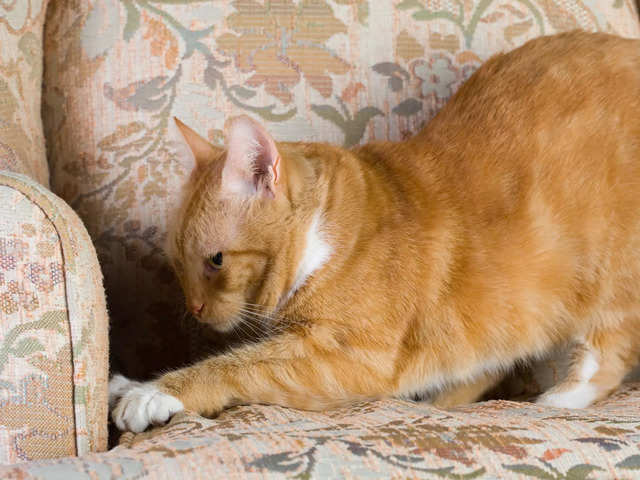 
Have a cat that loves to scratch everything? Here's what science says you should do!
