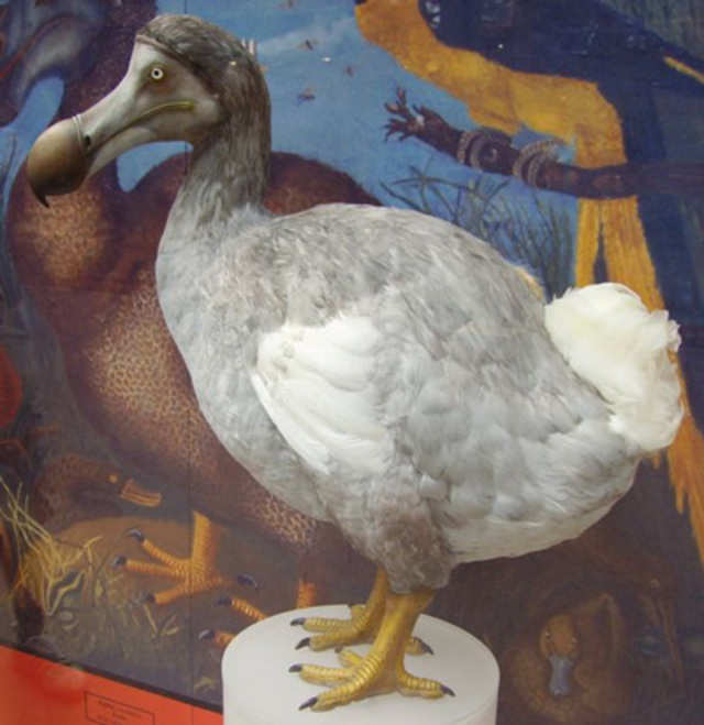 dodo bird extinct