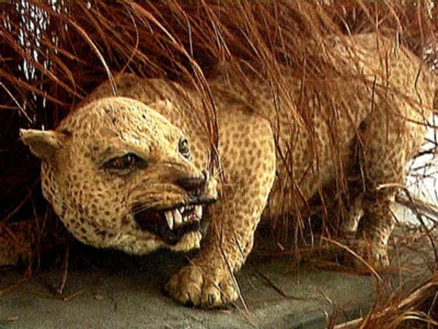 Zanzibar leopard (Extinct since ~1990s) | Business Insider India