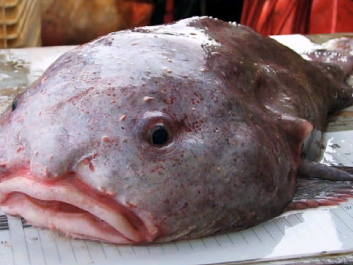 44 Best Blobfish ideas  blobfish, cute animals, ugly animals