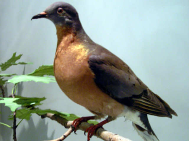 passenger pigeon wiki