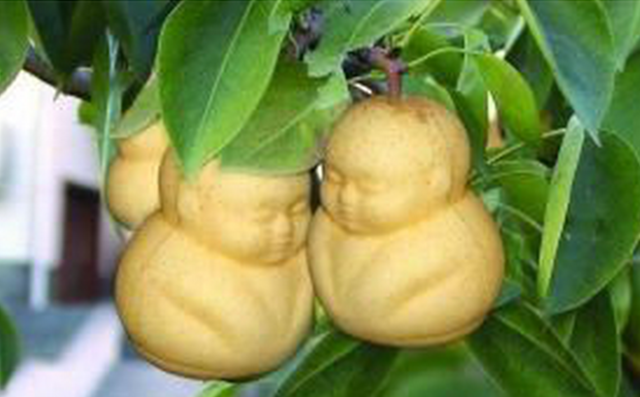 You can find these Buddha-shaped pears for only $12 for a set ...