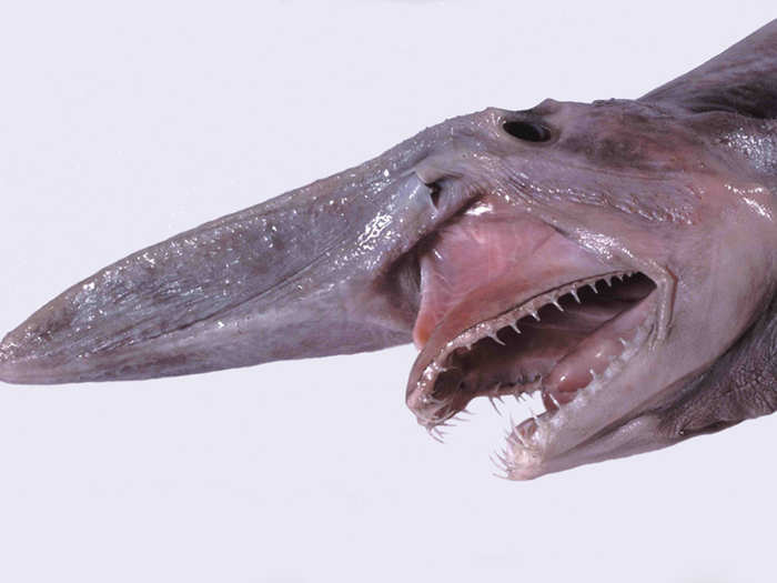 https://www.businessinsider.in/thumb/msid-50303432,width-700,height-525/18-The-Goblin-Shark-Not-only-is-it-the-ugliest-shark-its-also-the-pinkest-At-3-metres-10-feet-long-the-goblin-looks-terrifying-It-lives-near-the-shore-too-But-dont-worryits-a-slow-swimmer-and-doesnt-eat-humans-.jpg