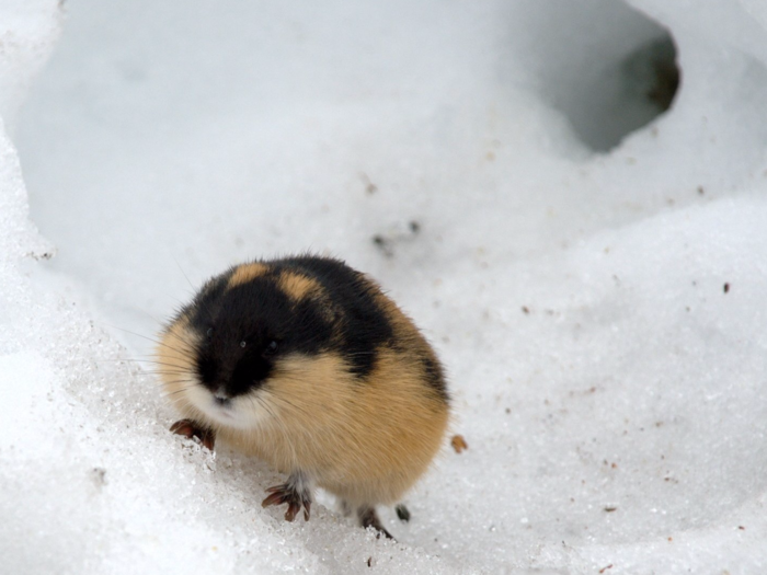 Lemming Suicide Myth, Alaska Department of Fish and Game