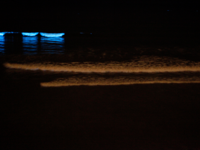 These Beaches Glow Neon Blue In The Middle Of The Night - Here's Why 