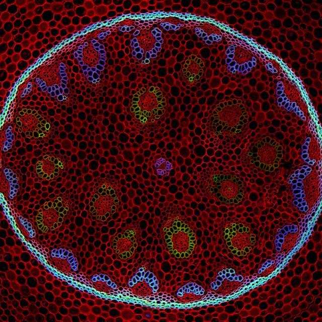 Cross section of a lily of the valley | Business Insider India