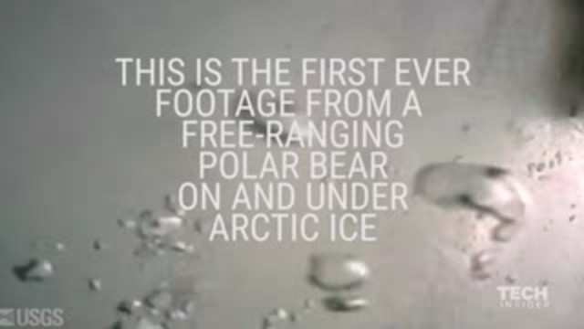 Scientists Attached A Camera To A Polar Bear And Revealed This Never ...