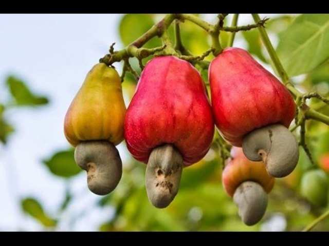 cashew fruit near me